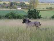Har juli 2014 012