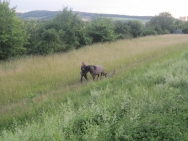 Har juli 2014 013