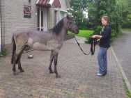 2012 Tess met konik paardje Luka