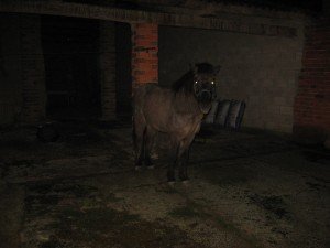 Tosca's binnenplaats. Iets voor Animal Cops