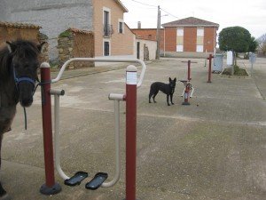 Het lijkt wel een hond op de fitness