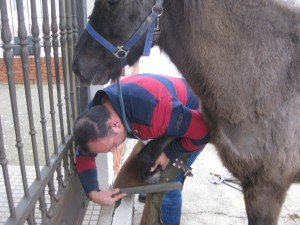 Farrier at albergue. According to him Leon is not older than 6. According old the old man yesterday at least 12 years old. 