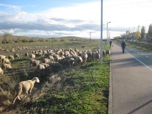 Schaapskudde op de oude Romeinse Via de la Plata