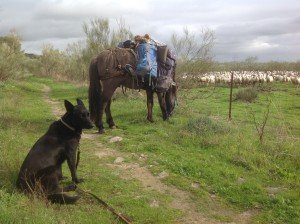 2000 j. oude, Romeinse schapen