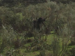 Vast, sparsely populated Extremadura (3xZwitserland)