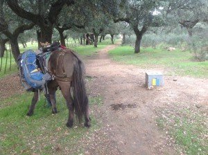 Typische kubus voor Via de le Plata met richtingaanduiding, met op boom rechts in verte vage gele pijl