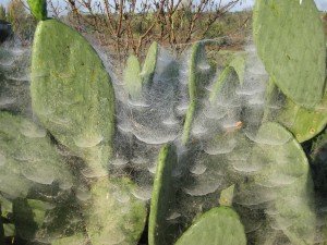 Mooi licht op dauw op cactus