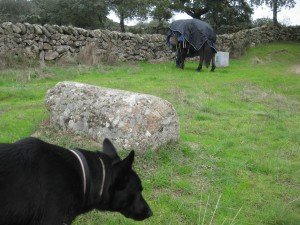 Culturele dieren bij Romeinse mijlsteen aan Via de la Plata