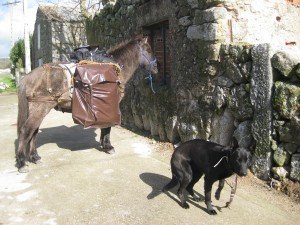  Animal strapped across inn. 