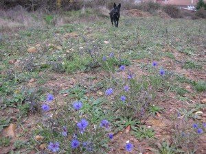 Korenbloemen in de berm