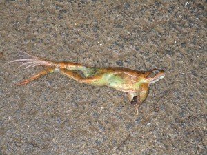 winter seems in Burgundy less cold than us, because these flat frog species was still active 