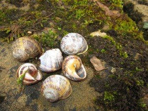 Snails, like home in Z- Limburg 