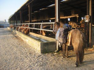 Op de boerderij/chambres d'hotes van Nicole en Jacques Songy