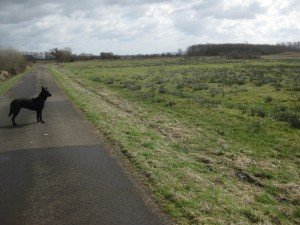 Wetlands, natural areas for grassland birds