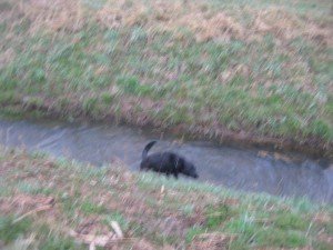 Tosca heeft geen last van de kou. Steeds in ijskoud water