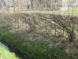 De hagen in het maasheggenlandschap rond Vierlingsbeek en ook hier worden gevlochten. Niet bij ons.