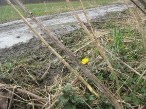 Bloeiend klein hoefblad trotseert de kou