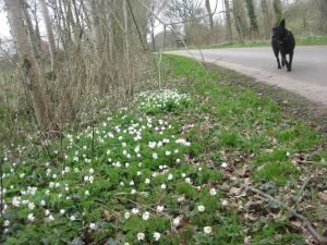 Spring flowers