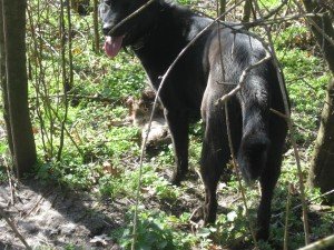 Tosca vindt weer een reeënkadaver. Zeg niet dat die hond het slecht heeft.
