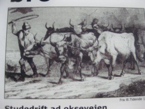 Ook nog info over die ossen die mij vóórgingen