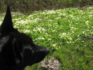 Berm vol met de bij ons zeldzame echte sleutelbloem/primula