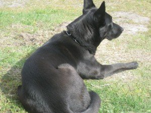 Blakende Tosca
