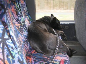 Tosca achter in de bus na 24 km. lopen. Trein kwam niet. Met bus naar ander station vervoerd