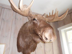 Deze woesteling wilde door de muur lopen