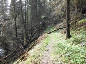 Dodenweg versperd door omgevallen bomen, de schrik van de goden