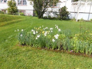 Ik zie al 3 maanden narcissen