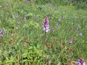 Moerasorchis?