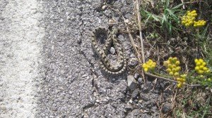 Snakes alive