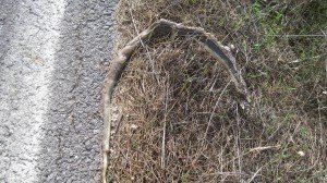 Dead snake